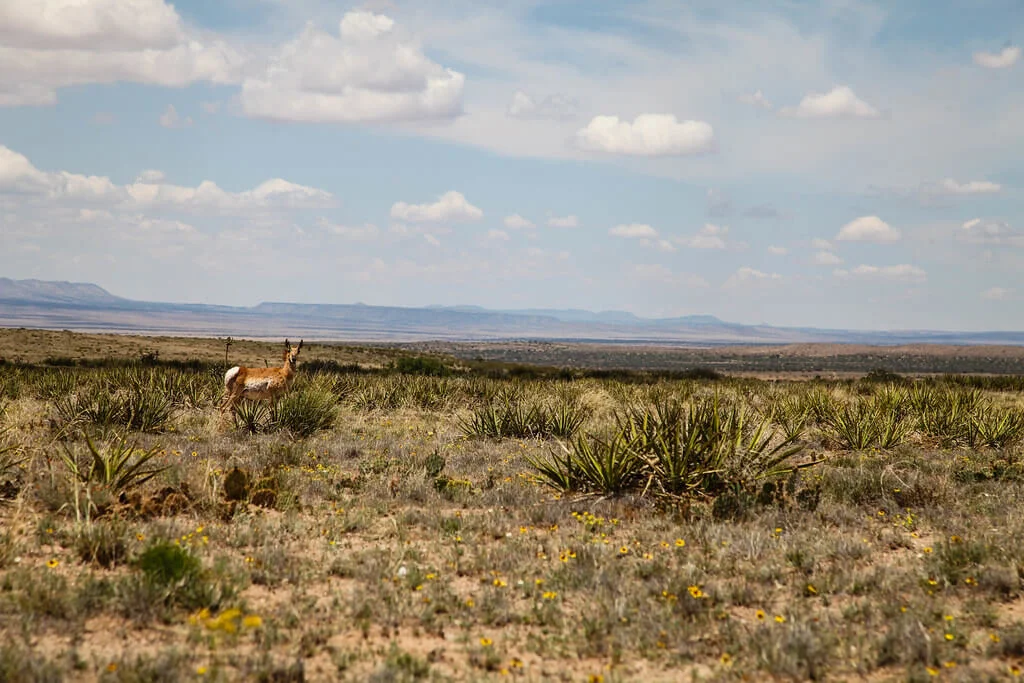 Désert de Chihuahua, États-Unis