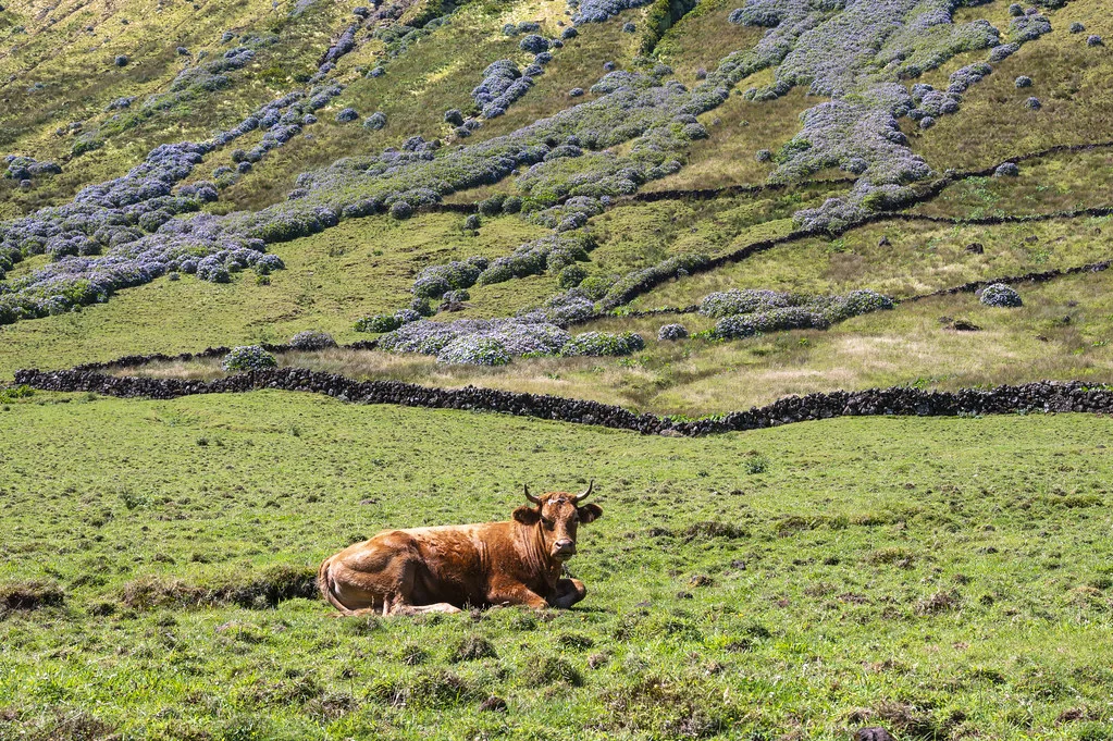 Caldeira de Corvo, Portugal, Açores