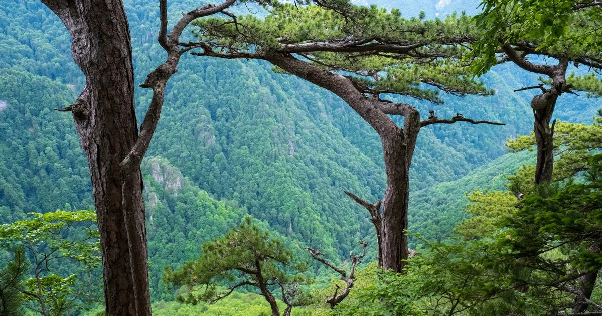 Perucica, Bosnie-Herzégovine