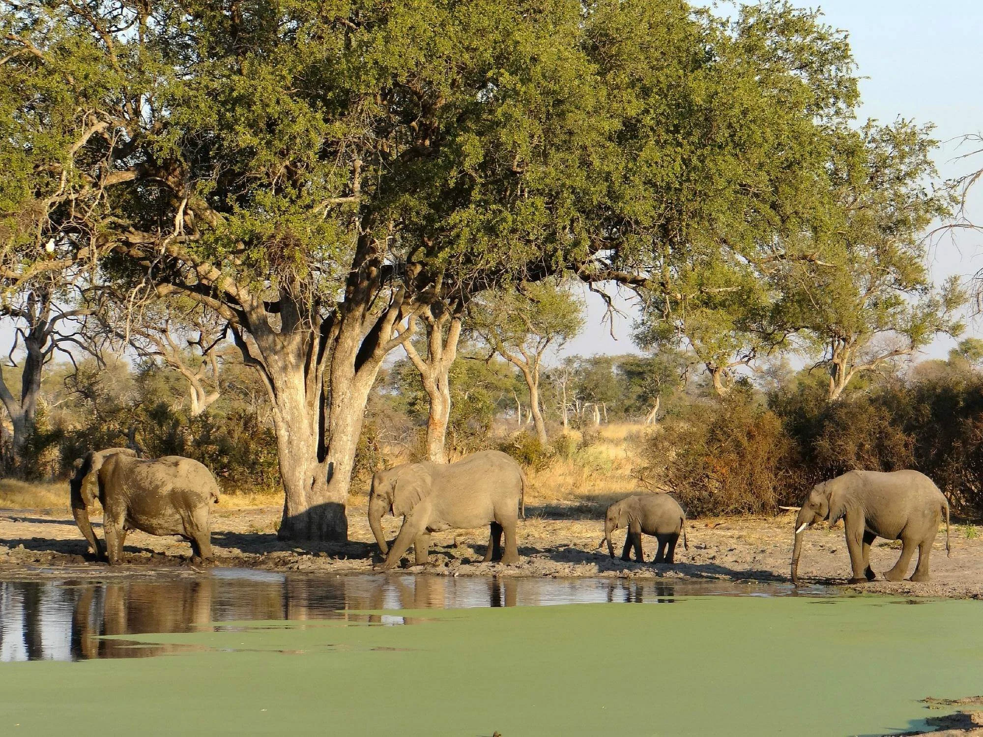 Selinda Game Reserve, Botswana