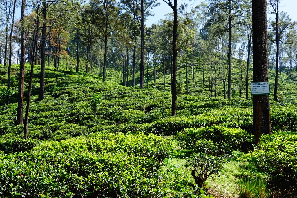 The Pekoe Trail, Sri Lanka