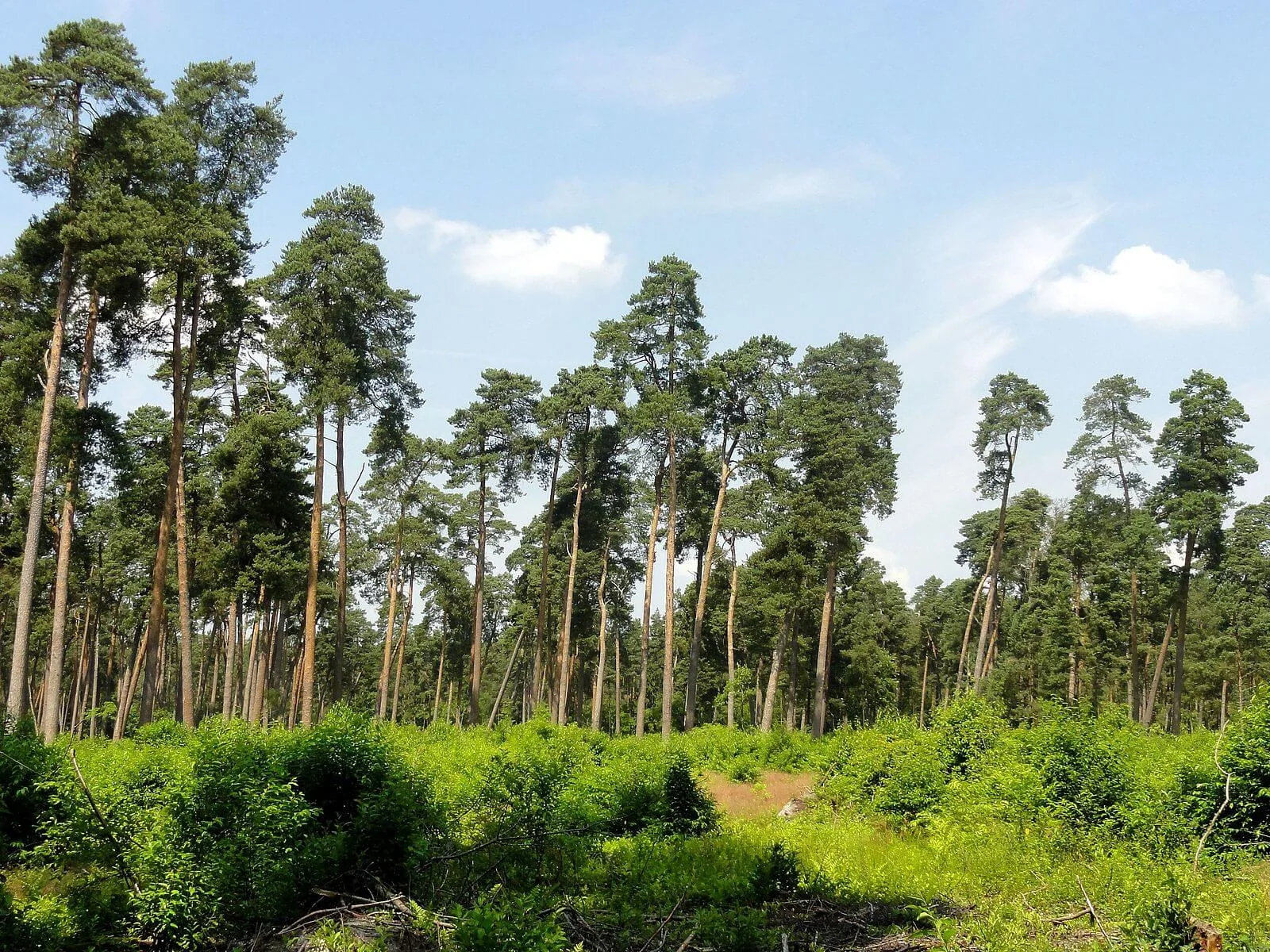 Forêt de Compiègne, France