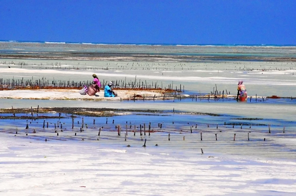 Bwejuu, Tanzanie