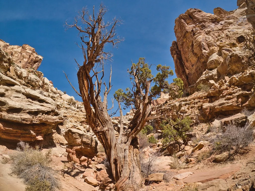 Ding And Dang Canyons, États-Unis
