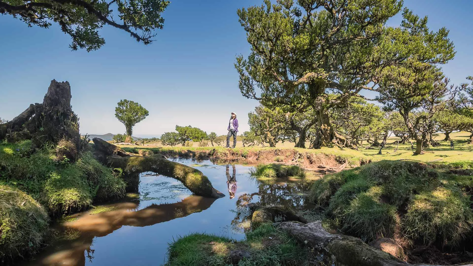 Vereda do Fanal, Portugal, Madère