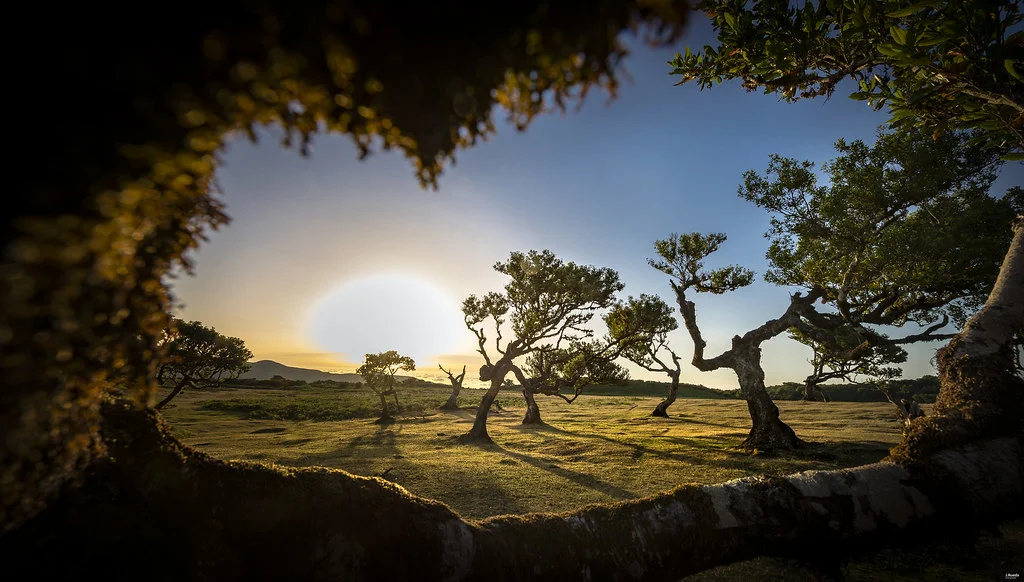 Vereda do Fanal, Portugal, Madère