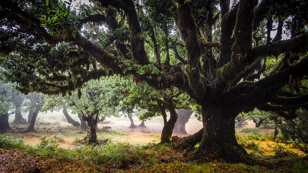 Vereda do Fanal, Portugal, Madère