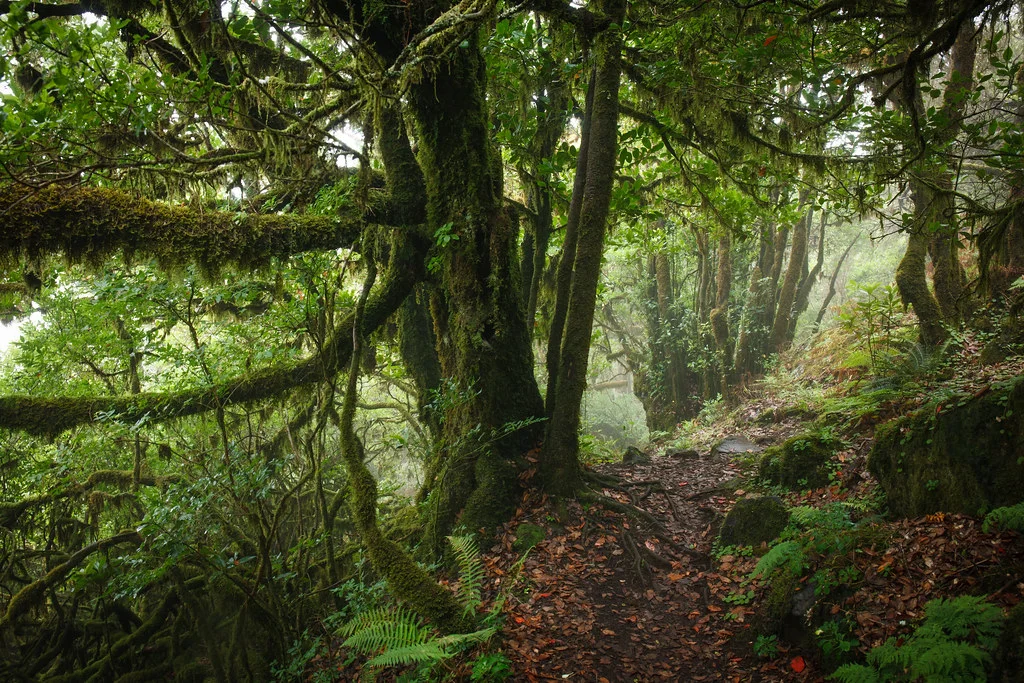 Vereda do Fanal, Portugal, Madère