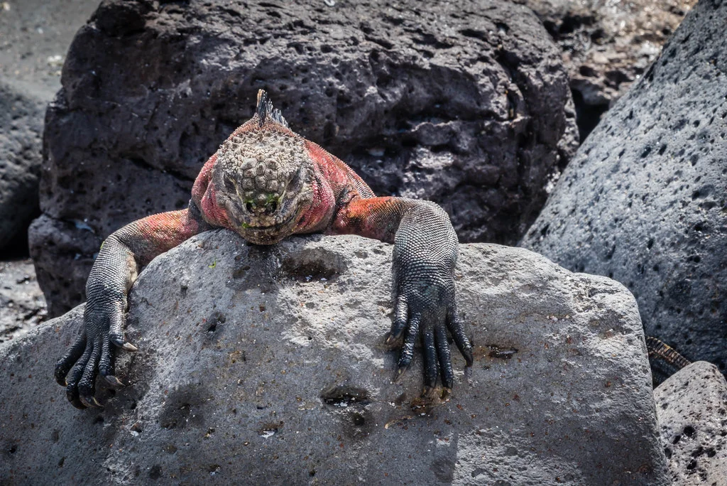 Bahía Gardner, Équateur, Îles Galápagos