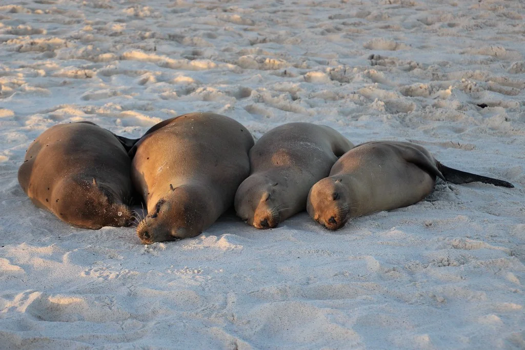 Bahía Gardner, Équateur, Îles Galápagos