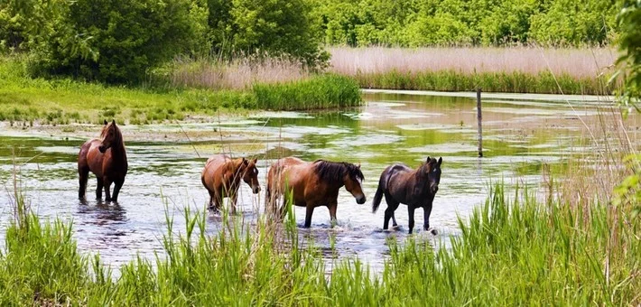 Parc national de la Gauja, Lettonie