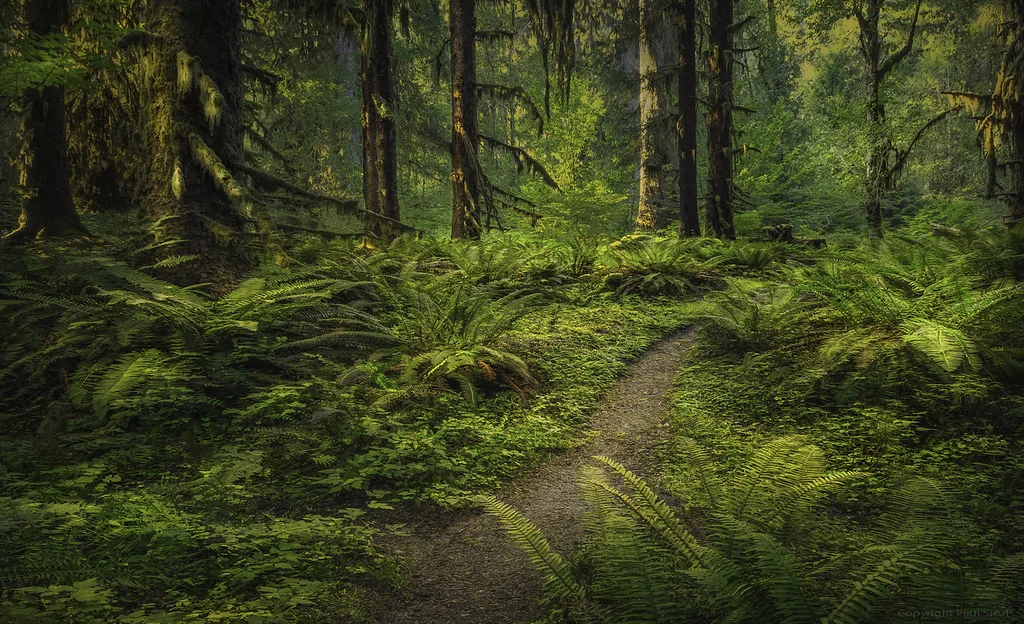Forêt humide de Hoh, États-Unis