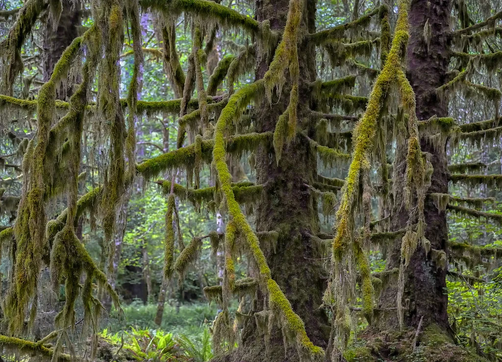 Forêt humide de Hoh, États-Unis