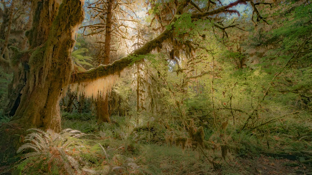 Forêt humide de Hoh, États-Unis