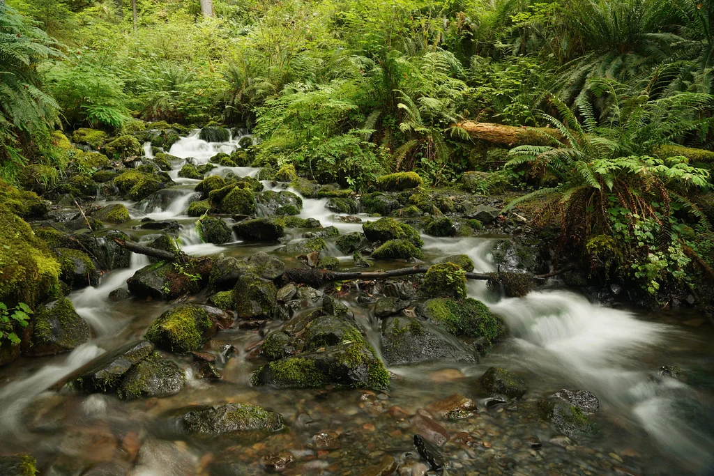 Forêt humide de Hoh, États-Unis