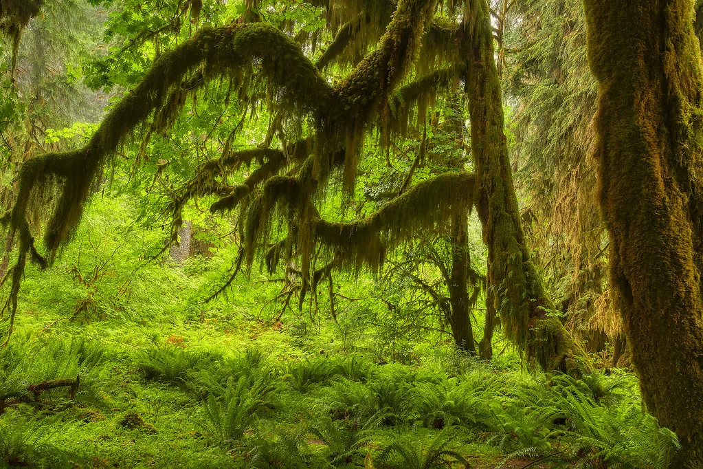 Forêt humide de Hoh, États-Unis