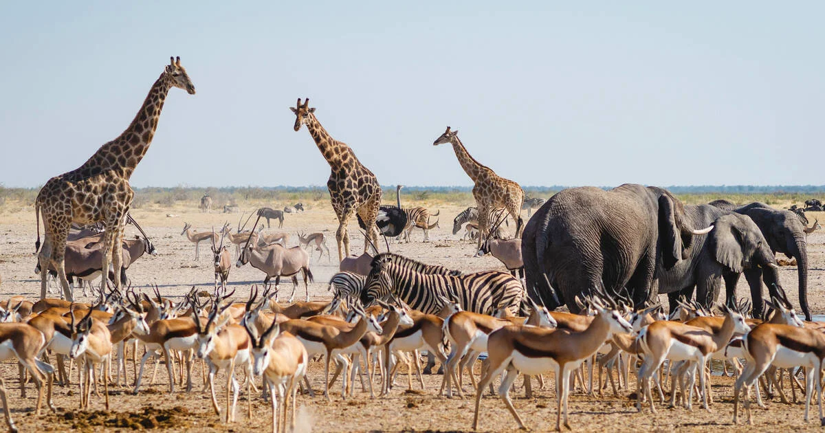Parc national d'Etosha, Namibie