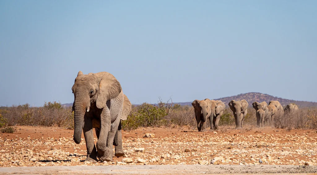 Parc national d'Etosha, Namibie