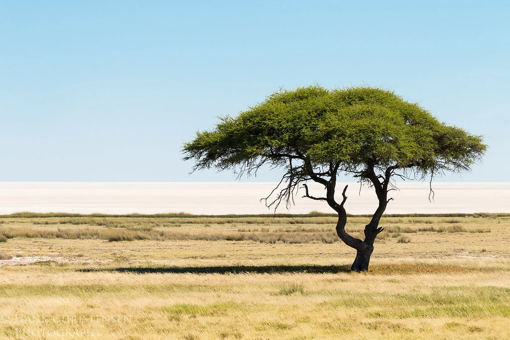 Parc national d'Etosha, Namibie