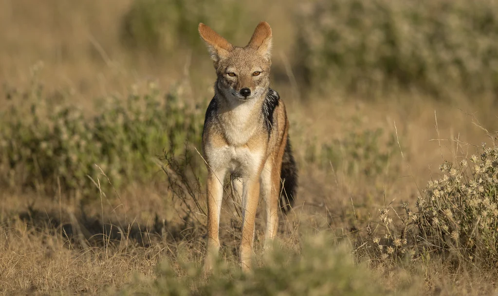 Parc national d'Etosha, Namibie