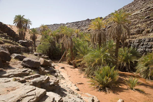 Tergit, Mauritanie