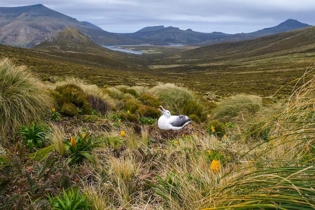 Îles sub-antarctiques de Nouvelle-Zélande, Nouvelle-Zélande