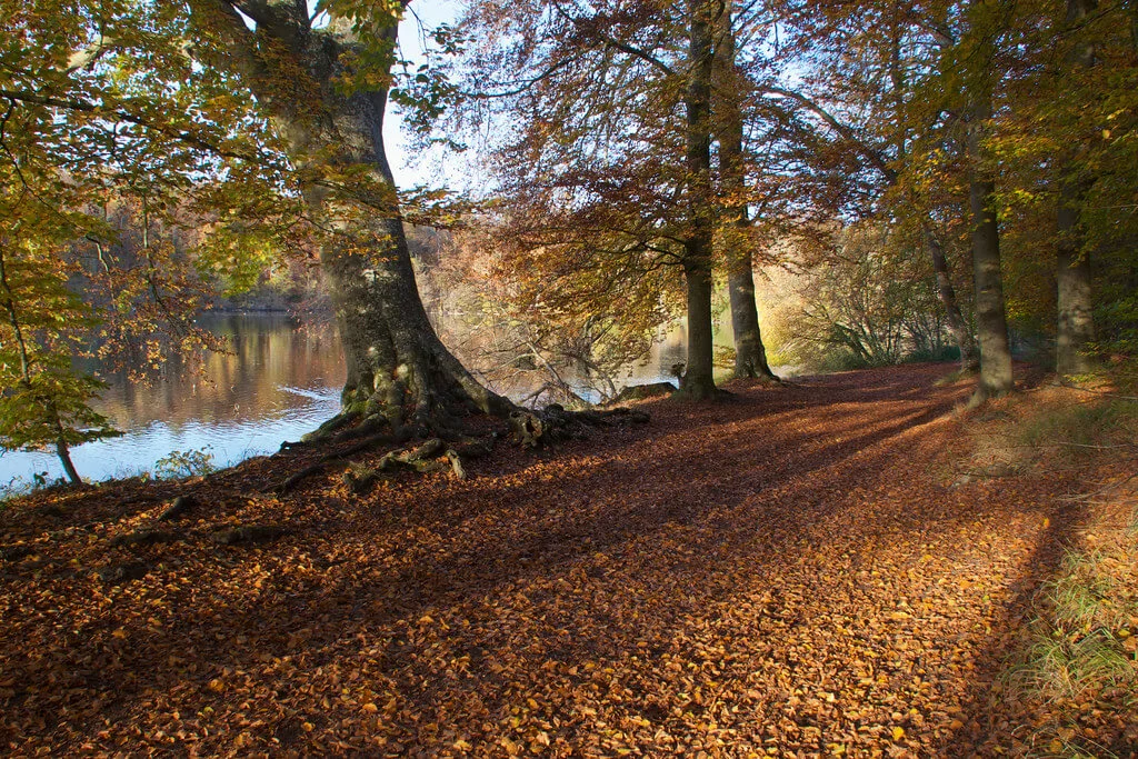 Forêt de Chantilly, France, France