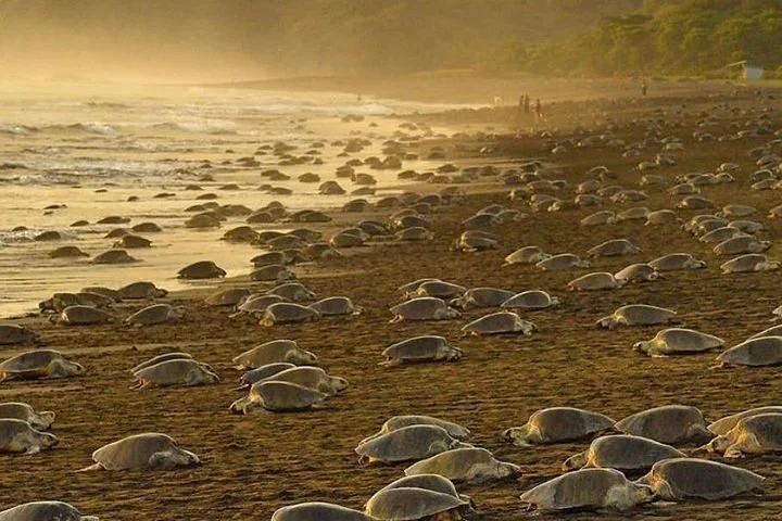 Playa del Ostional, Costa Rica