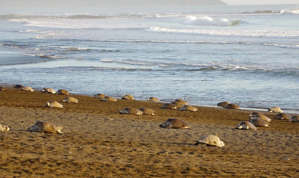 Playa del Ostional, Costa Rica