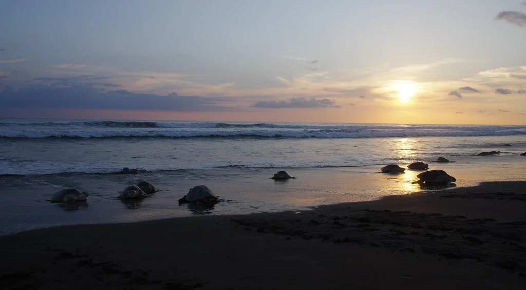 Playa del Ostional, Costa Rica