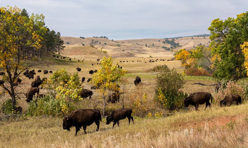 Parc d'État Custer, États-Unis
