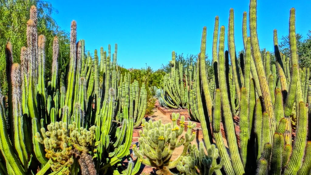 Jardin botanique du désert, États-Unis