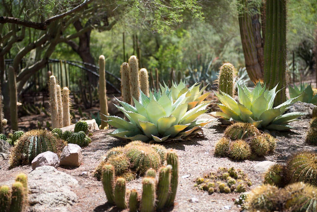 Jardin botanique du désert, États-Unis