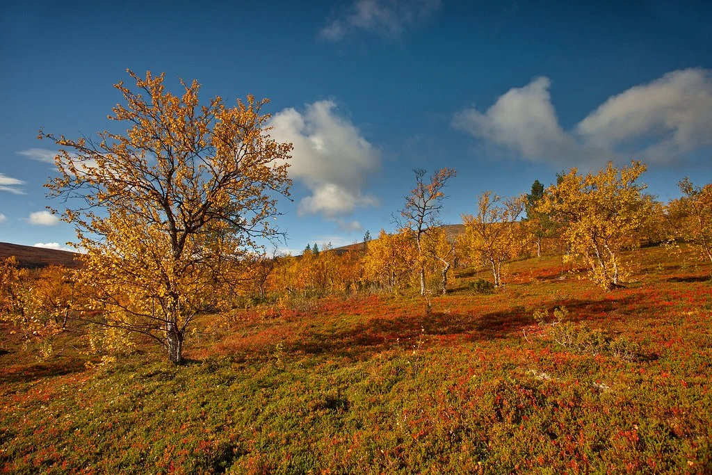 Hammastunturi Wilderness Area, Finlande