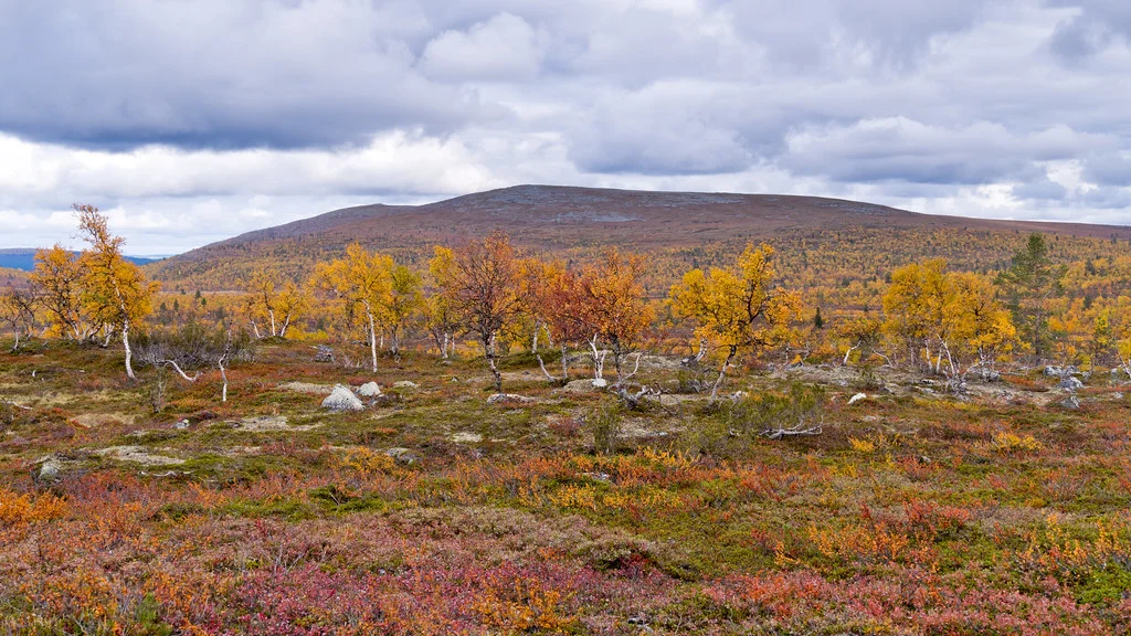 Hammastunturi Wilderness Area, Finlande