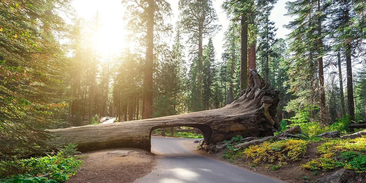 Parc national de Sequoia, États-Unis