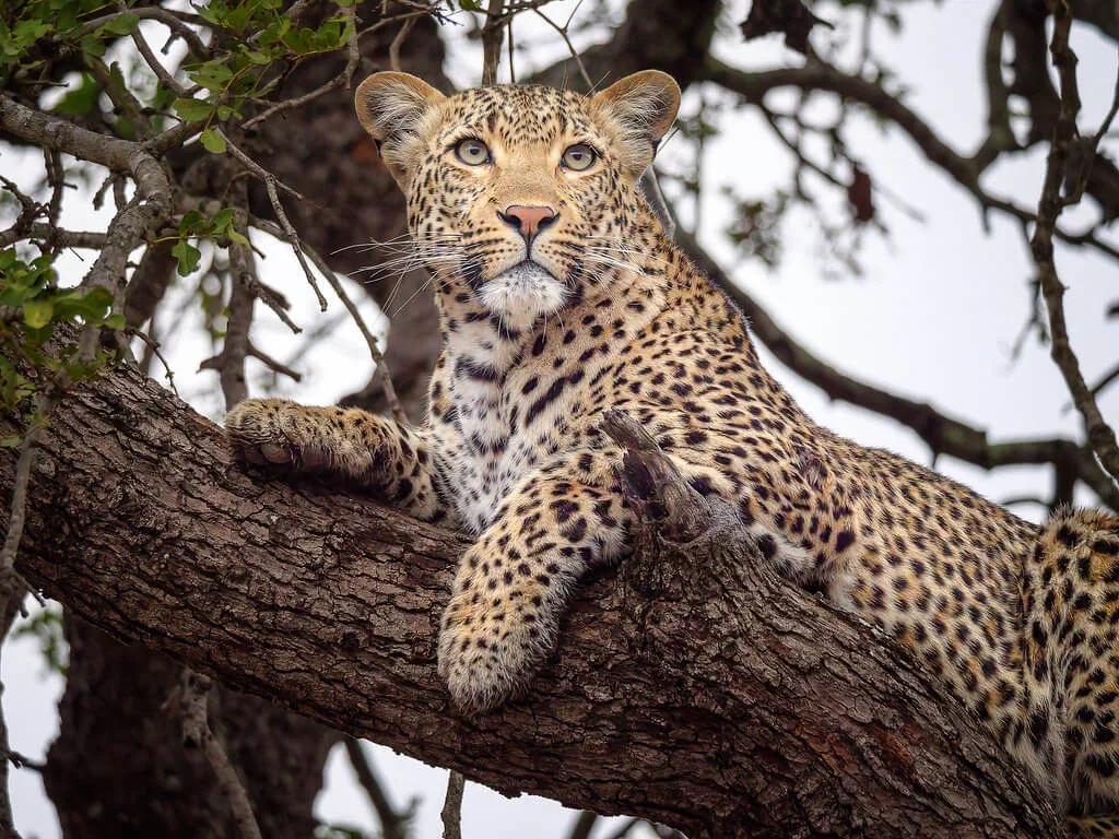 Londolozi Game Reserve, Afrique du Sud