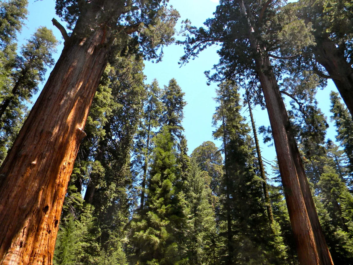 Parc national de Sequoia, États-Unis