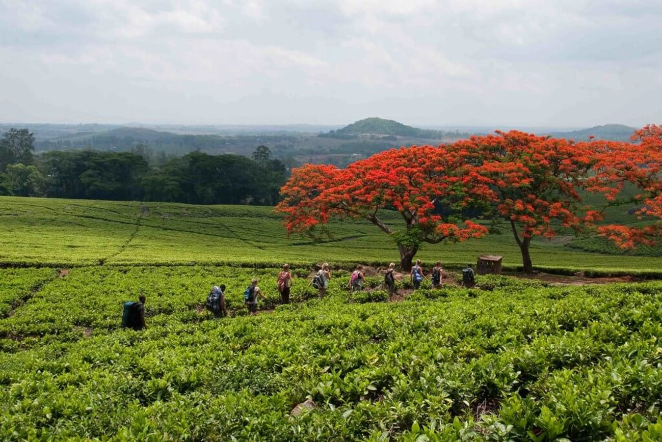 Massif Mulanje, Malawi