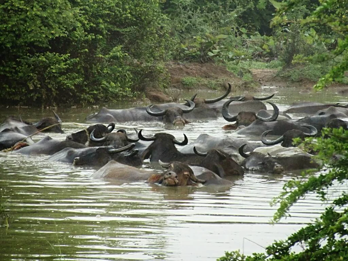 Parc national d'Uda Walawe, Sri Lanka, Sri Lanka