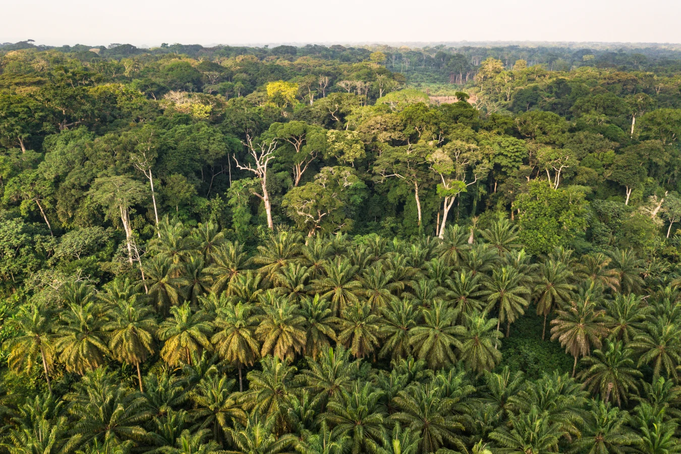 Lac Télé, République du Congo