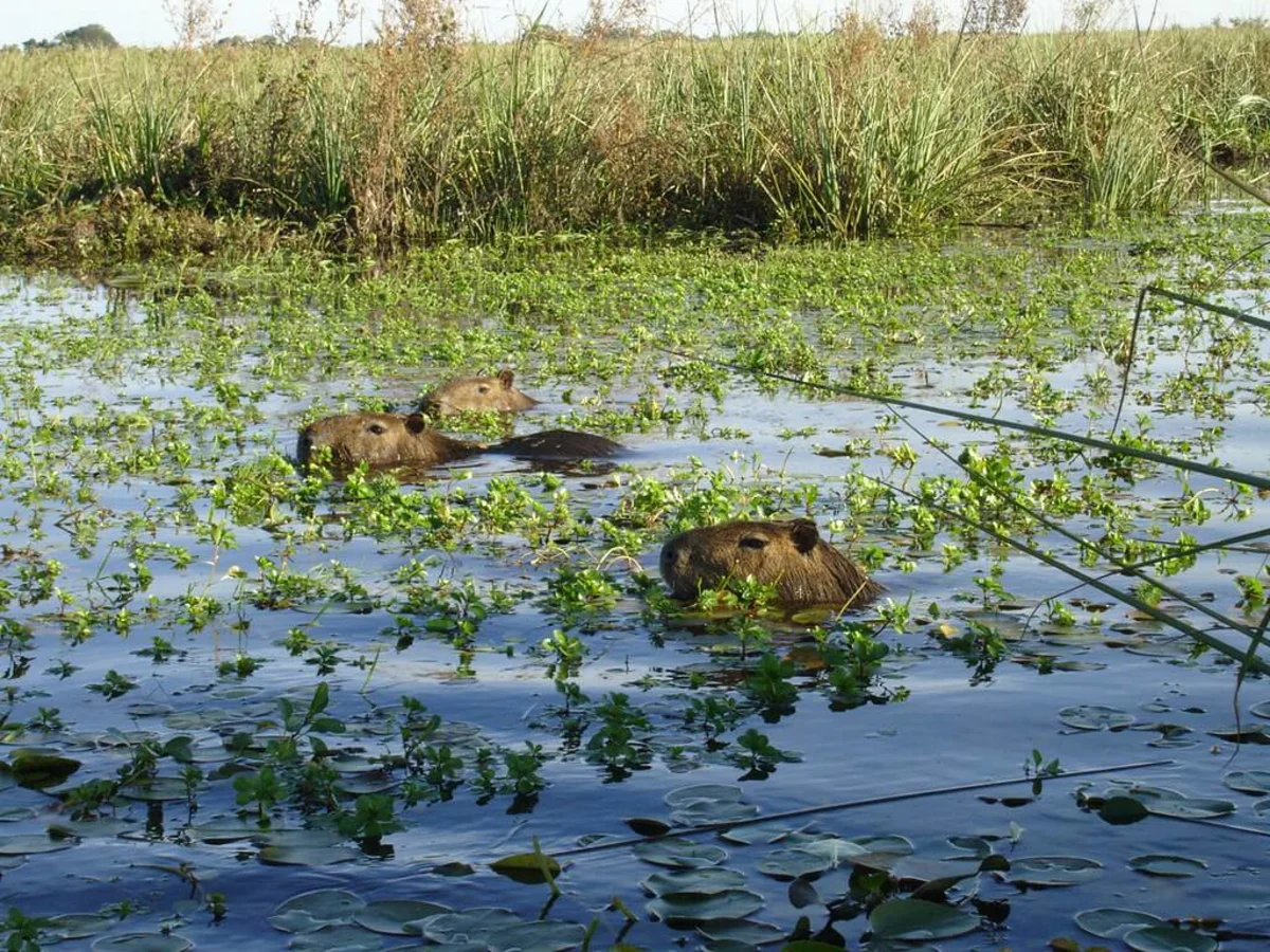 Réserve naturelle de l'Iberá, Argentine