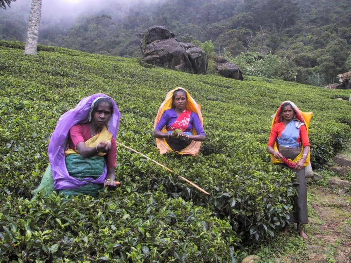 Nuwara Eliya, Sri Lanka