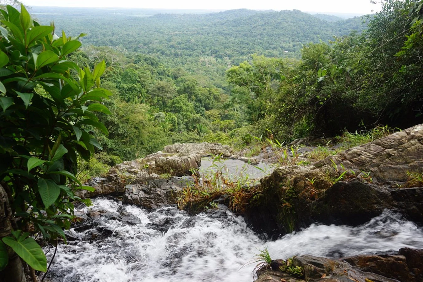 Mayflower Bocawina National Park, Belize