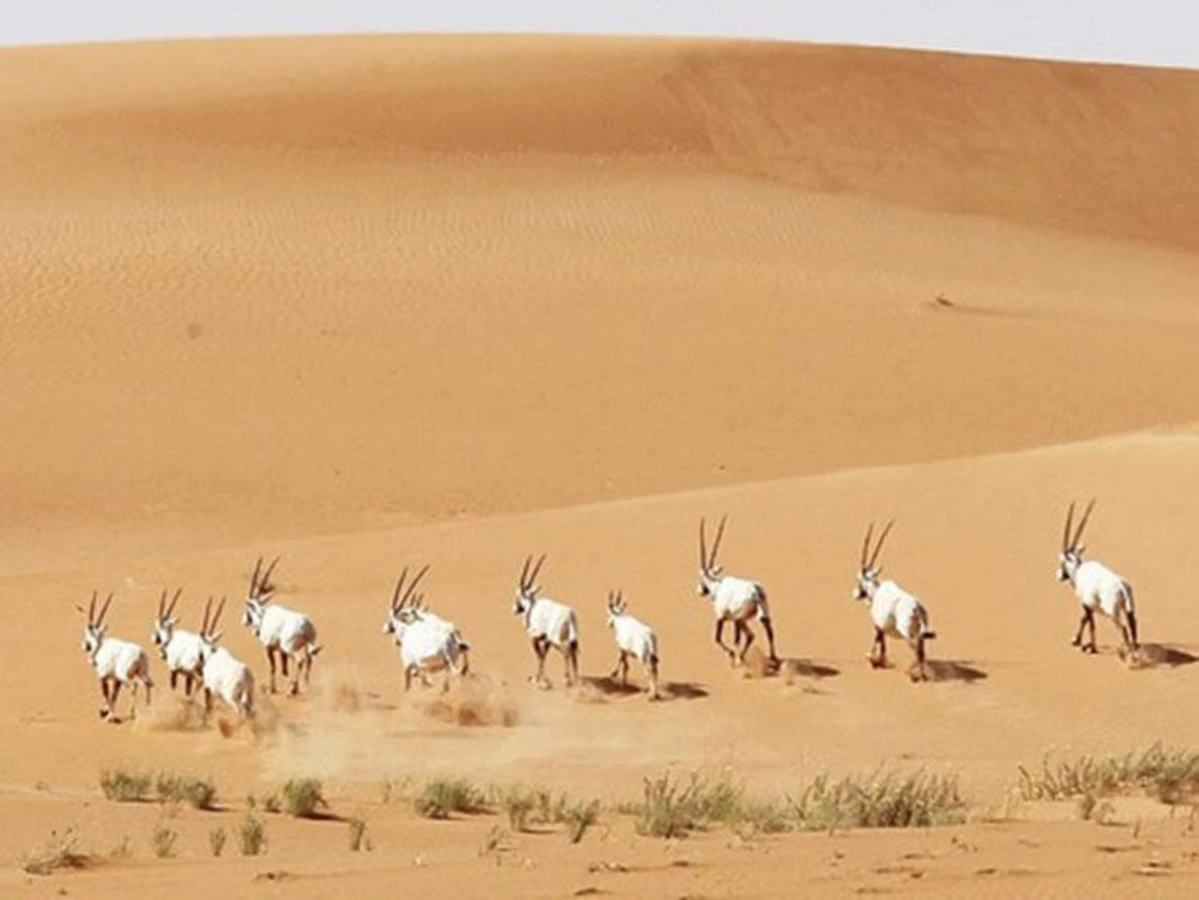 Uruq Bani Ma'arid, Arabie saoudite, Arabie saoudite
