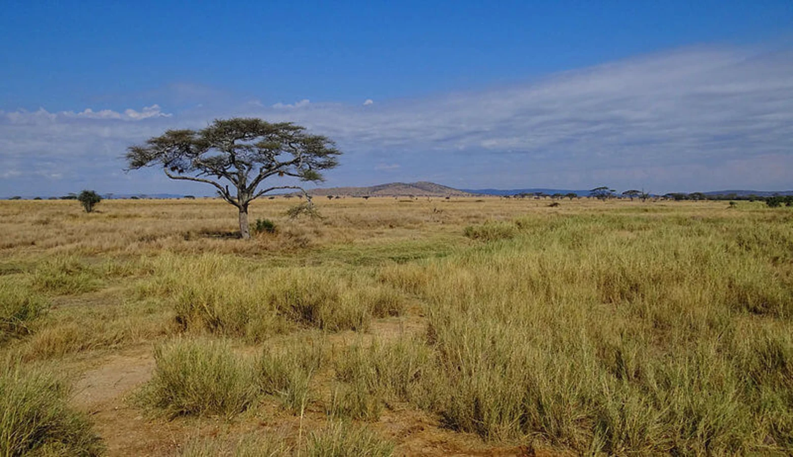 Parc national du Serengeti, Tanzanie