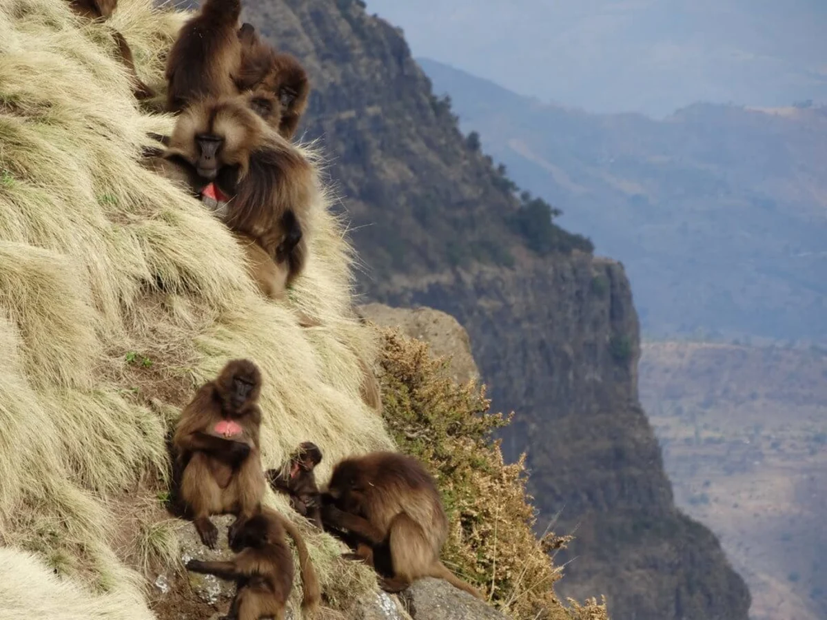 Parc national du Simien, Éthiopie