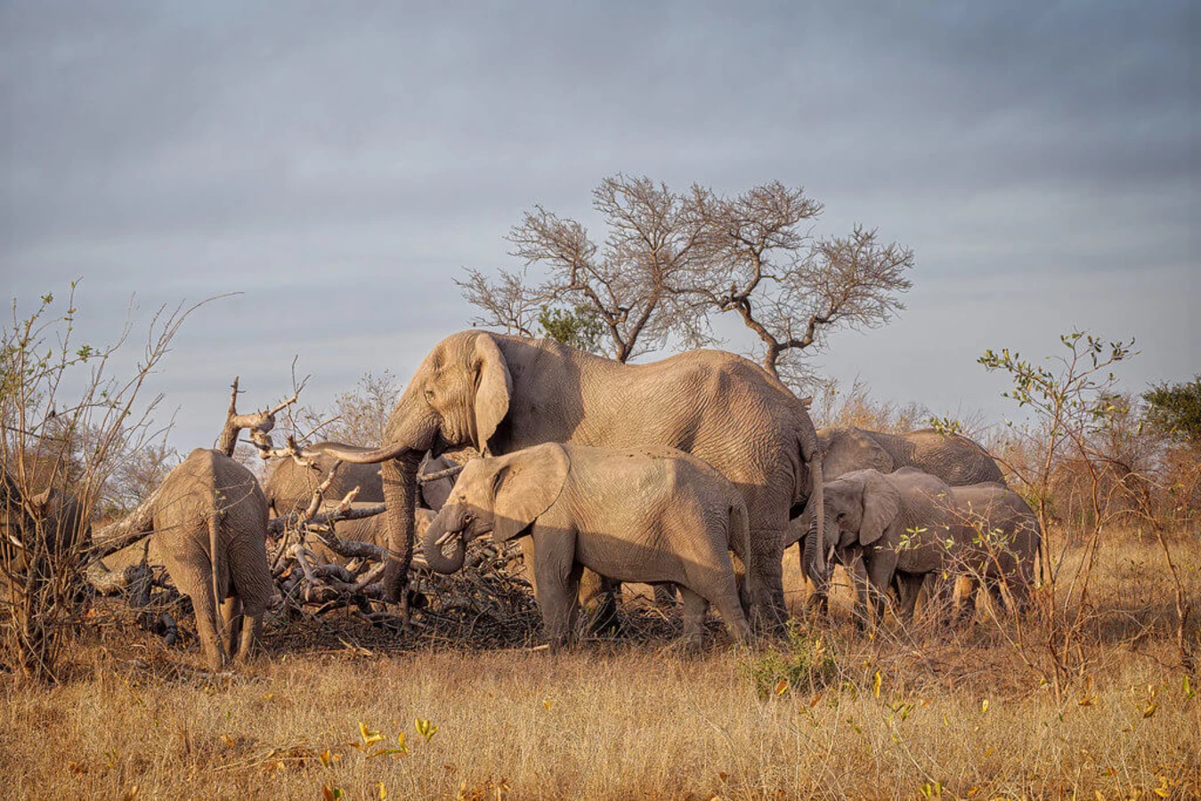 Londolozi Game Reserve, Afrique du Sud