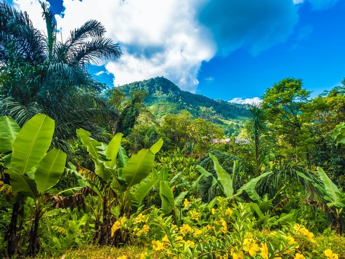 Forêts humides de l'Atsinanana, Madagascar, Madagascar, Madagascar, Madagascar