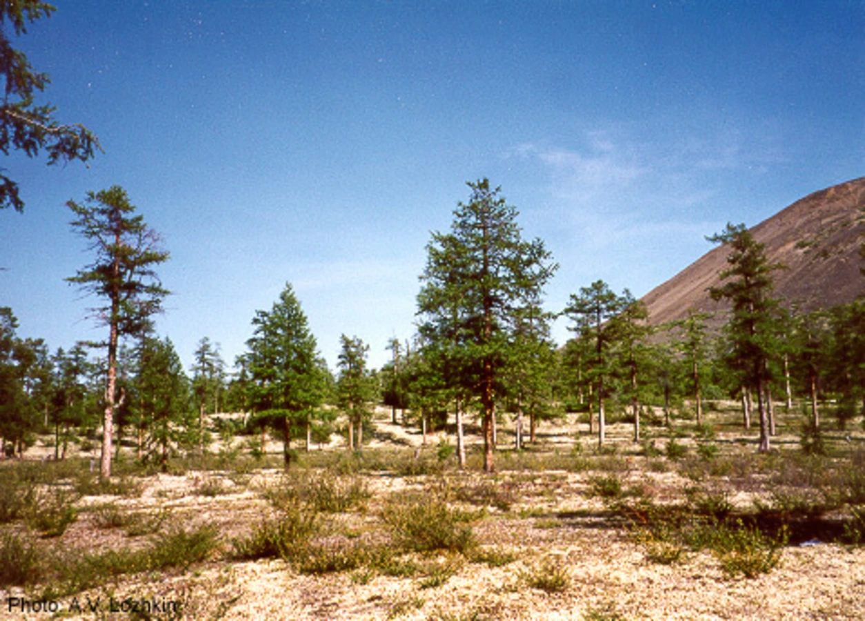 Forêt de Loukounski, Russie